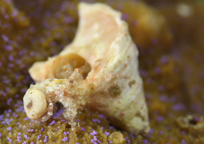 ネジレヤドカリ属の一種