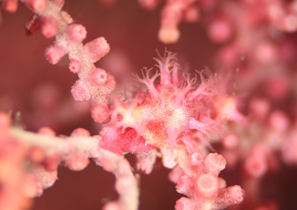 ケボリガイの仲間