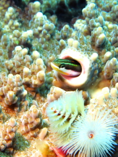 テンクロスジギンポ