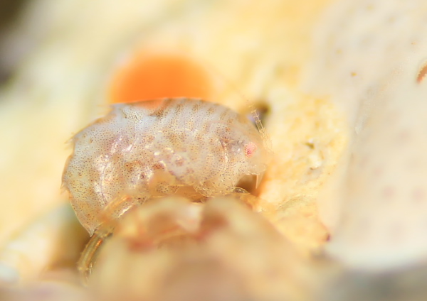 ヨコエビの仲間