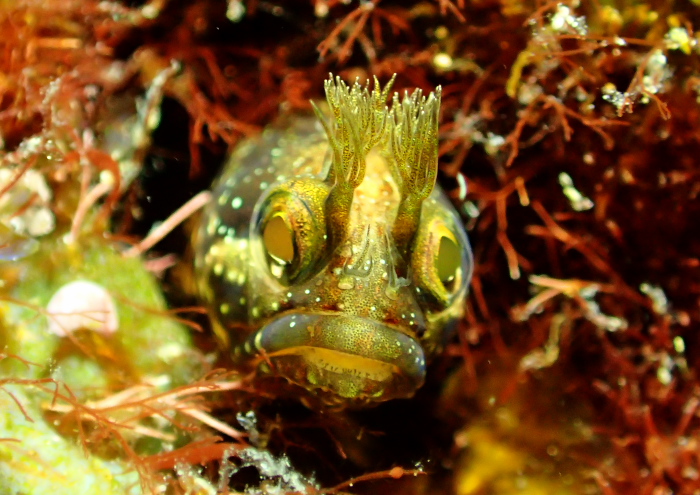 トウシマコケギンポ