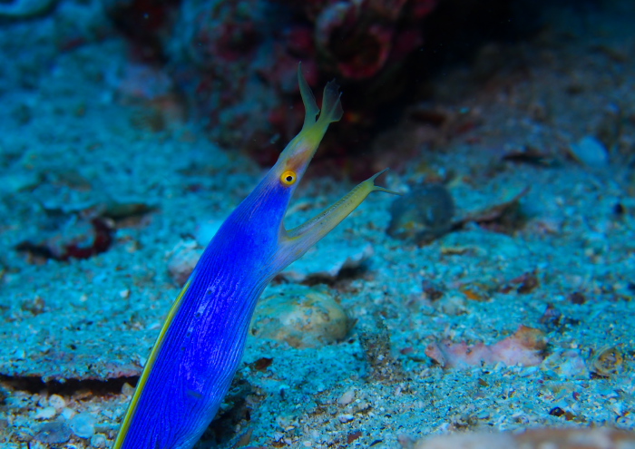 ハナヒゲウツボ