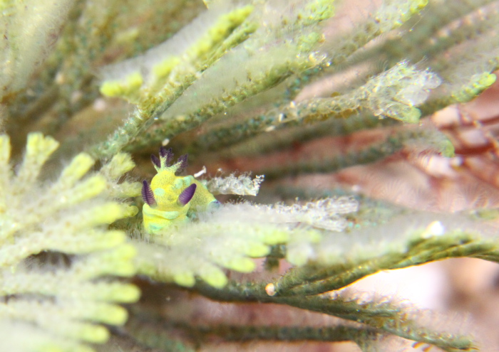 タンブヤ・ウェルコニス