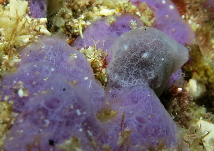 ミナミヒョウモンウミウシ