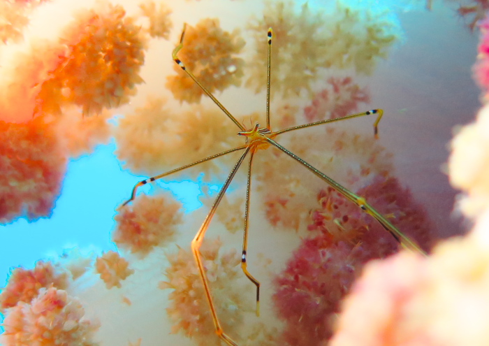 オルトマンワラエビ