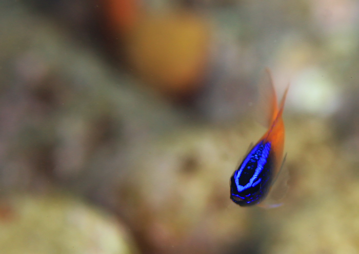 レモンスズメダイ