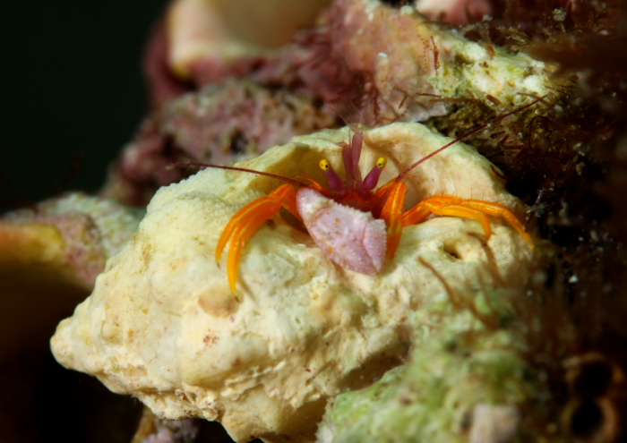 アデヤカゼブラヤドカリ