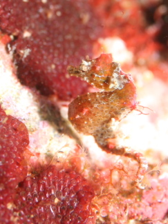 ジャパニーズピグミーシーホース