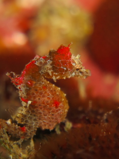 ジャパニーズピグミーシーホース