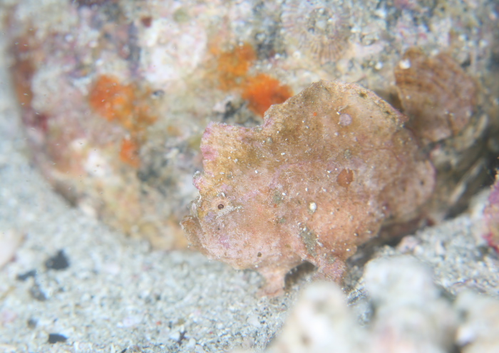 ヒメヒラタカエルアンコウ