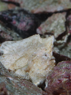 ヒメヒラタカエルアンコウ