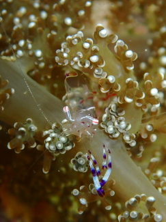 アカホシカクレエビ