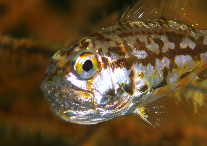 イナズマヒカリイシモチ