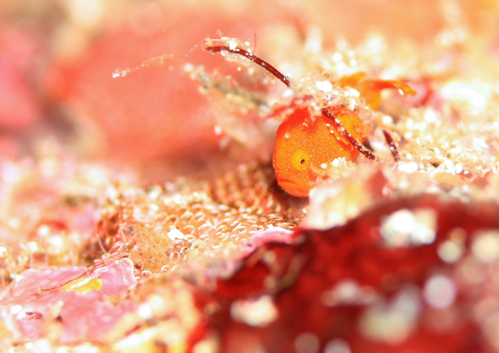 イロカエルアンコウ