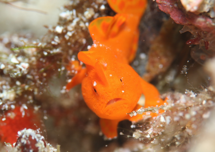 イロカエルアンコウ