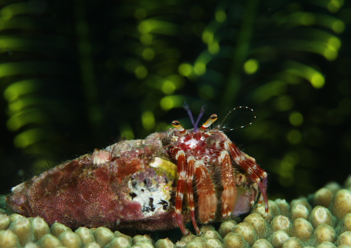 テブクロイトヒキヤドカリ