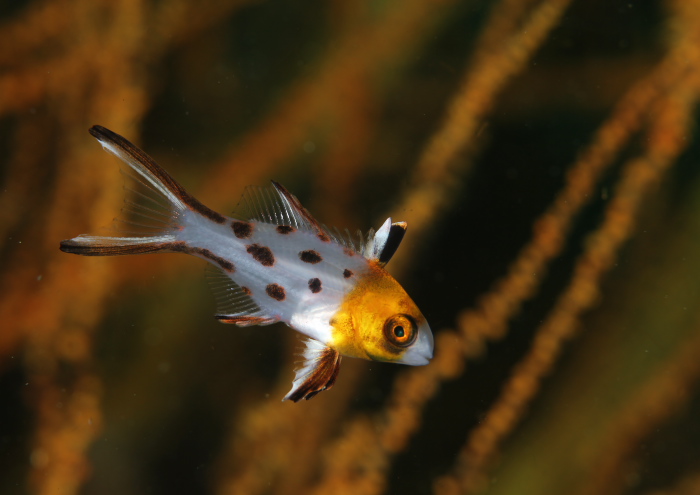 ヒオドシベラ幼魚
