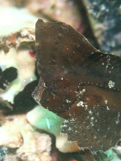 ツマジロオコゼ