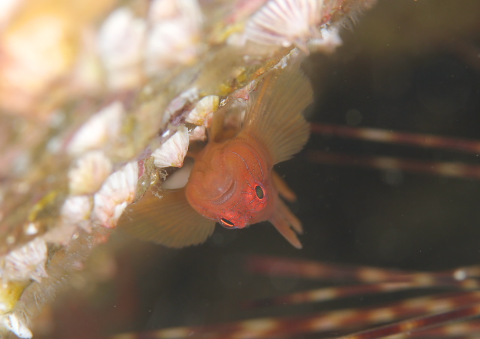 イレズミハゼ属の一種