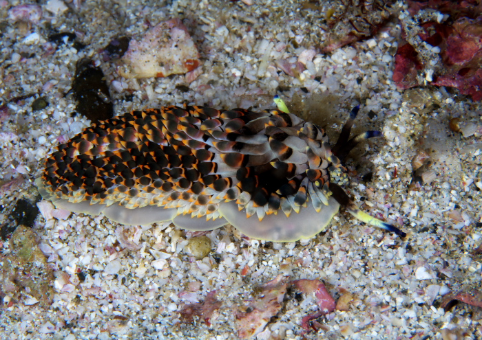 リュウキュウカスミミノウミウシ