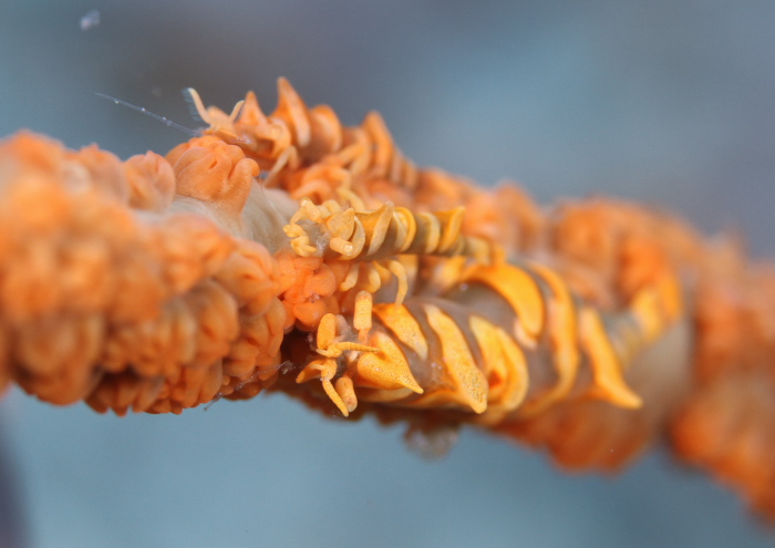 ビシャモンエビ