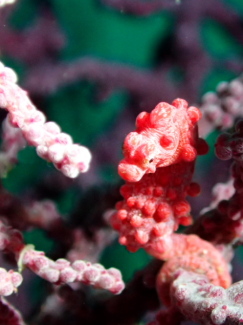 ピグミーシーホース