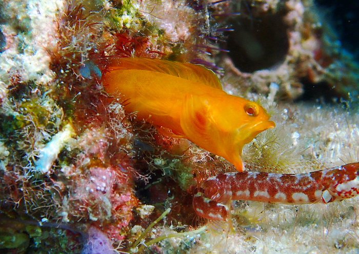 ハダカコケギンポ