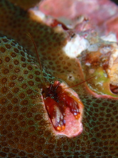 ニシキカンザシヤドカリ