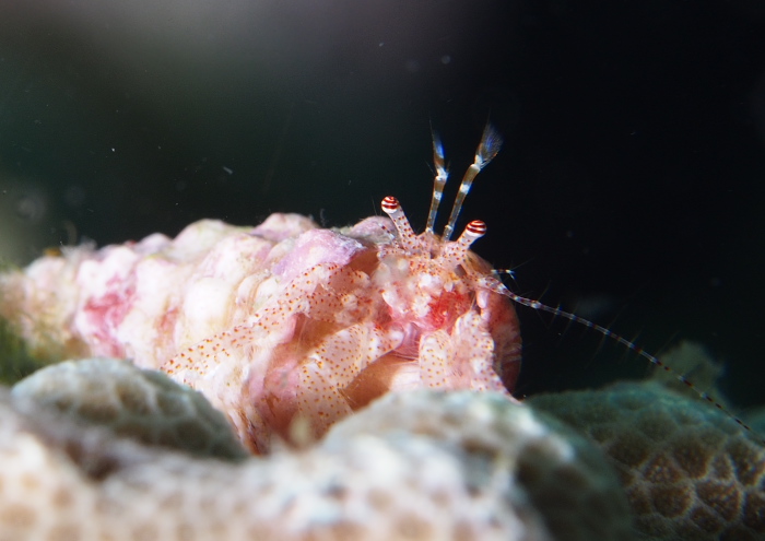 ネジレホンヤドカリ属の一種