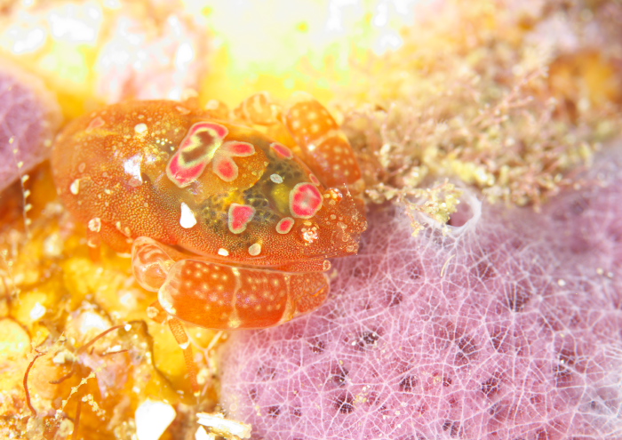 ホヤカクレエビ