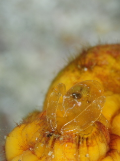 ホヤカクレエビ