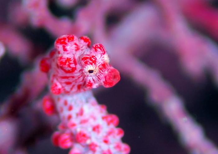 ピグミーシーホース