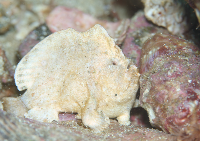 ヒメヒラタカエルアンコウ ログ