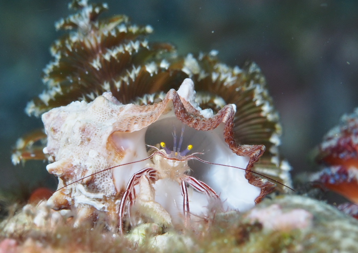 ケフサゼブラヤドカリ ログ