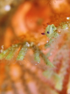 コミドリリュウグウウミウシ