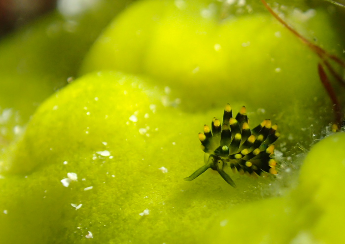 アオモウミウシ