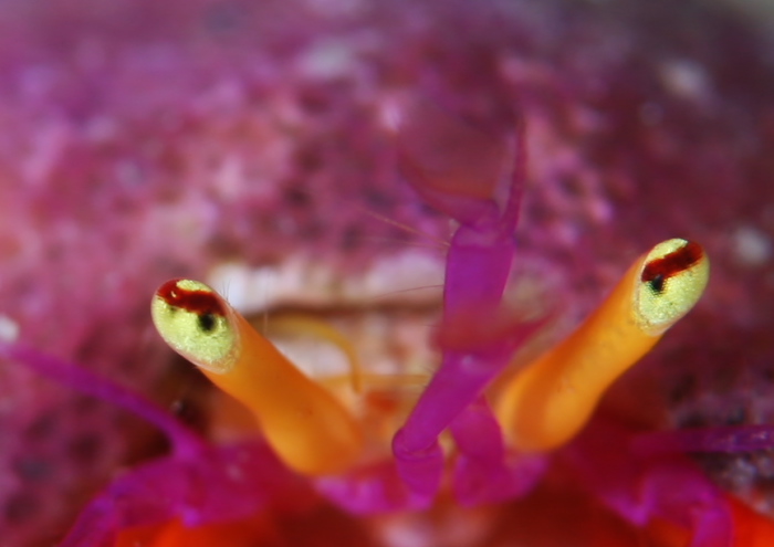 フルセゼブラヤドカリ