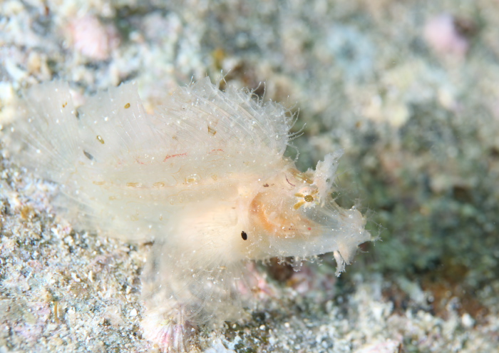 ボロカサゴ ログ