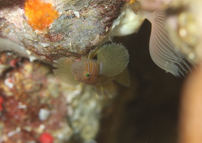 フトスジイレズミハゼ