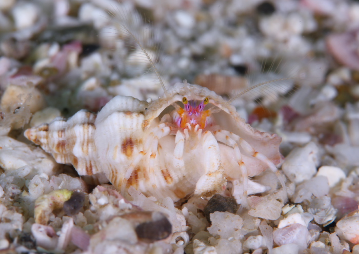 ディオゲネス・ドロテアエ