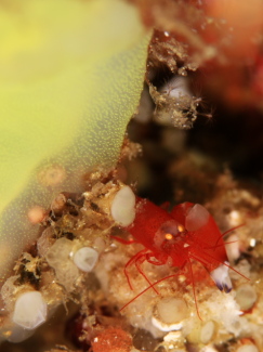 イラモツノテッポウエビ