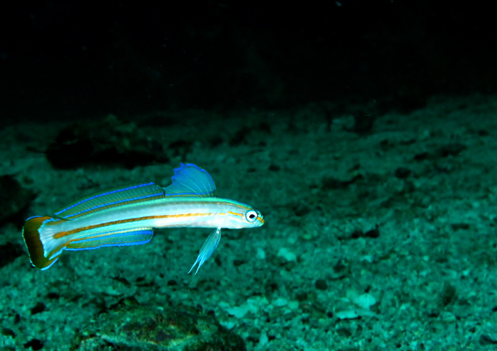 スジクロユリハゼ