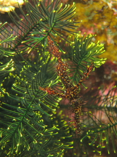 ニシキフウライウオ