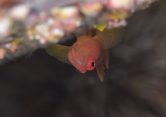 イレズミハゼSP