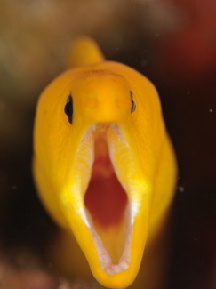 ゴールデンイールモレイえ