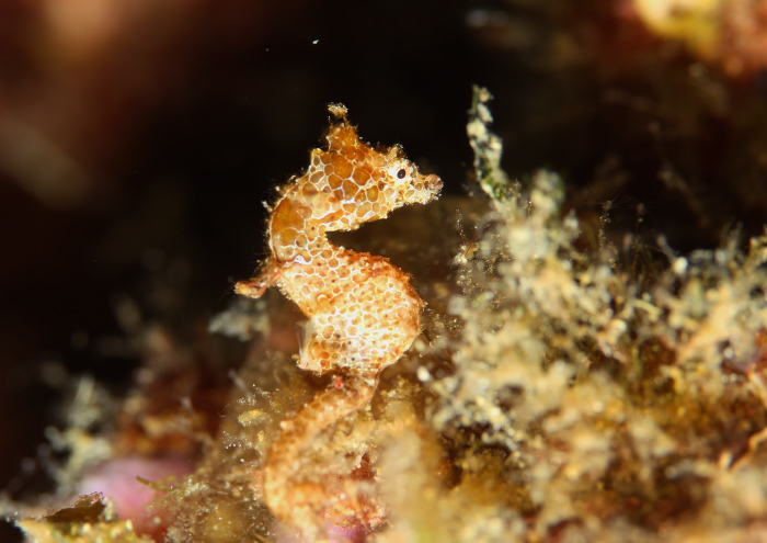 ジャパニーズピグミーシーホース