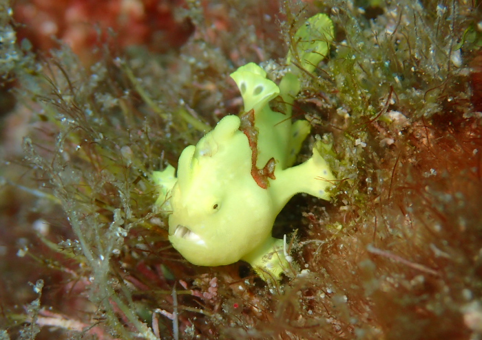 イロカエルアンコウ