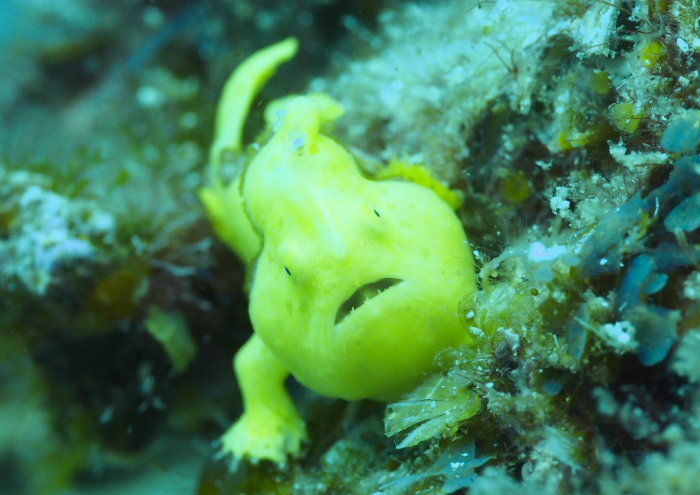 イロカエルアンコウ