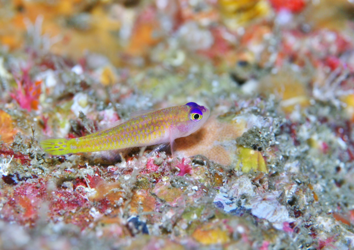 ダイトクベニハゼ