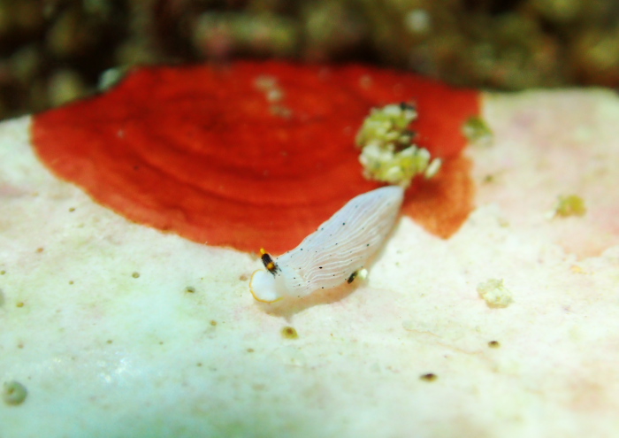 サギリオトメウミウシ